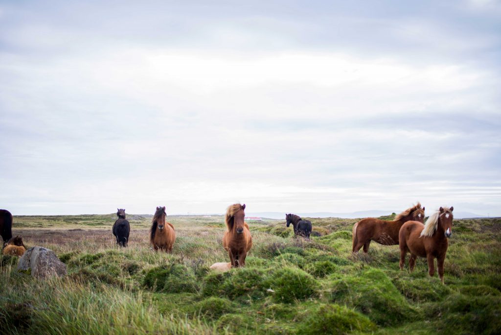 caballos-del-mundo