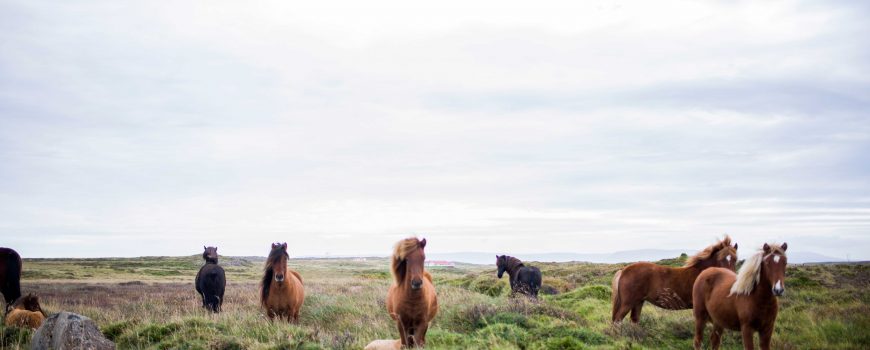 caballos-del-mundo