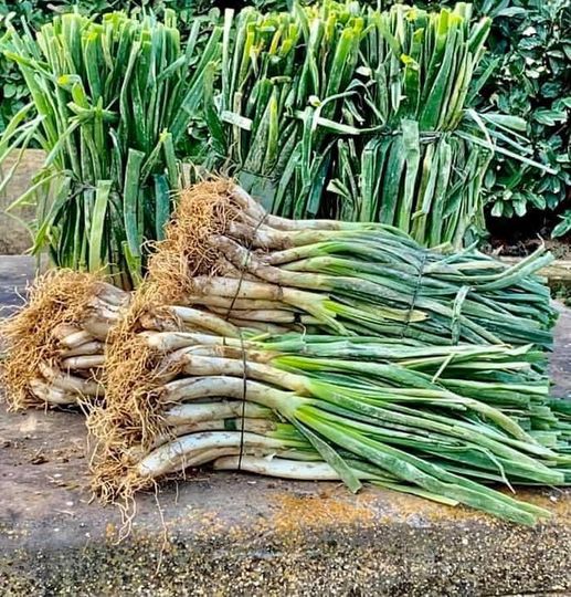 CALÇOTS